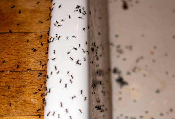 Best Pest Removal Services  in Picnic Point, WA